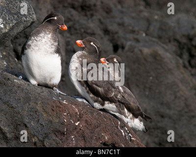 Groupe d'Alques perruche, l'île Saint-Paul, l'Alaska, l'été Banque D'Images