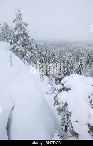 En hiver Nuuksio National Park, Finlande Banque D'Images