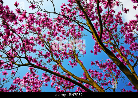 Magnolia arbre avril en Angleterre Banque D'Images