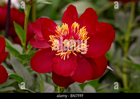 Les Pivoines herbacées Buckeye 'Belle' en fleurs Banque D'Images