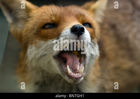 Un milieu urbain Red Fox Vixen dans un jardin privé à Brighton, East Sussex. UK Banque D'Images