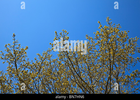 Nouvelle croissance des feuilles sur un chêne au printemps avec ciel bleu profond Banque D'Images