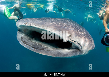 Troupeau de snorkelers entoure un curieux requin-baleine (Rhincodon typus), de l'océan Indien Banque D'Images