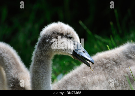 cygne de bébé Banque D'Images