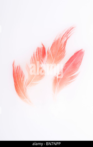 Résumé du Congo perroquet gris d'Afrique, Psittacus erithacus erithacus, red tail feathers retour éclairé sur un fond blanc. Banque D'Images