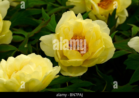 Pivoine arbustive 'High Noon' en fleurs Banque D'Images