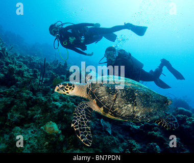 Les plongeurs observer la tortue imbriquée (Eretmochelys imbricata), au cours d'une plongée à Grand Cayman Banque D'Images