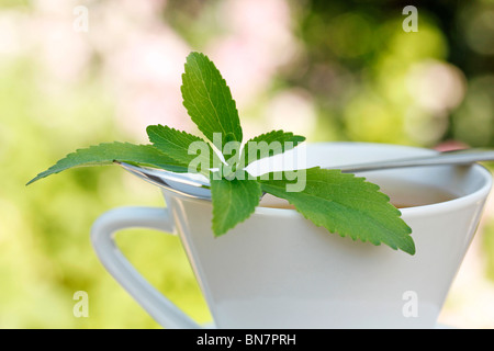 Plante sucrée (Stevia rebaudiana) Banque D'Images