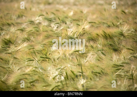 Sommer im Deister - Felder Été en Allemagne Banque D'Images