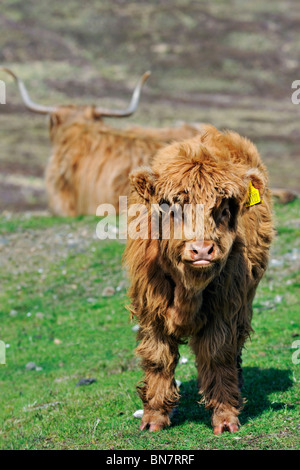 Veau Highland (Bos taurus) dans la zone de l'île de Skye, Écosse, Royaume-Uni Banque D'Images