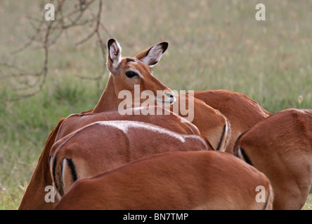 Un troupeau de chevreuils Impala. Photo prise dans la Réserve nationale du lac Nakuru, Kenya, Africa Banque D'Images