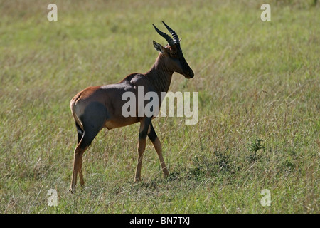 Un Topi Portrait. Photo prise dans le Masai Mara National Reserve, Kenya, Afrique de l'Est Banque D'Images