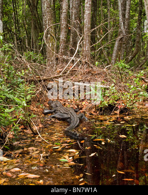 Une pince crocodile bronze aux côtés de la canoe trail dans l'Okefenokee National Wildlife Refuge. Banque D'Images