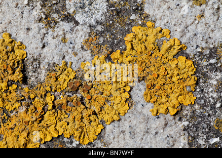 Lichen Xanthoria sp. croissant sur du granite, Cornwall, UK Banque D'Images