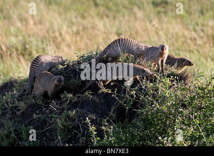 Mongoose bagués famille sur une termitière Hill dans le Masai Mara National Reserve, Kenya, Afrique de l'Est Banque D'Images