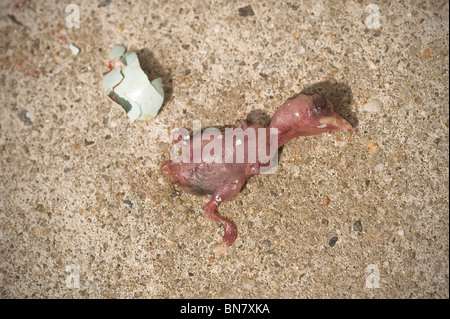 Dead Robin Bird Oisillon & Egg Shell sur trottoir, New York, USA Banque D'Images