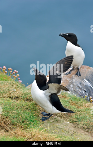 Petit pingouin (Alca torda) qui s'étend sur les ailes de la falaise à la réserve RSPB Fowlsheugh, Ecosse, Royaume-Uni Banque D'Images