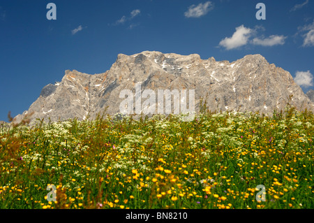 La floraison les pâturages de montagne au pied du massif du wetterstein avec Mt. Zugspitze, Ehrwald, Tyrol, Autriche Banque D'Images