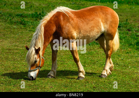 Cheval Haflinger (Equus caballus), Mare, sur un pré Banque D'Images