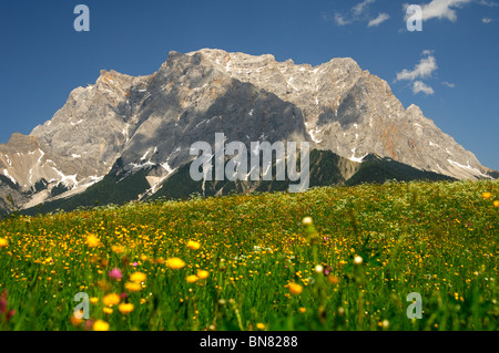 La floraison les pâturages de montagne au pied du massif du wetterstein avec Mt. Zugspitze, Ehrwald, Tyrol, Autriche Banque D'Images