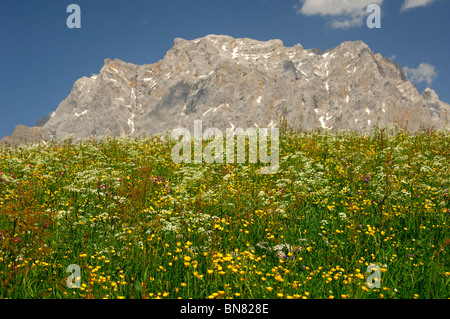 La floraison les pâturages de montagne au pied du massif du wetterstein avec Mt. Zugspitze, Ehrwald, Tyrol, Autriche Banque D'Images