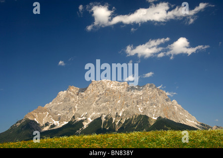 La floraison les pâturages de montagne au pied du massif du wetterstein avec Mt. Zugspitze, Ehrwald, Tyrol, Autriche Banque D'Images