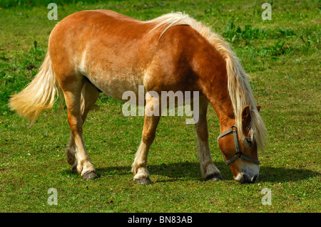 Cheval Haflinger (Equus caballus), Mare, sur un pré Banque D'Images