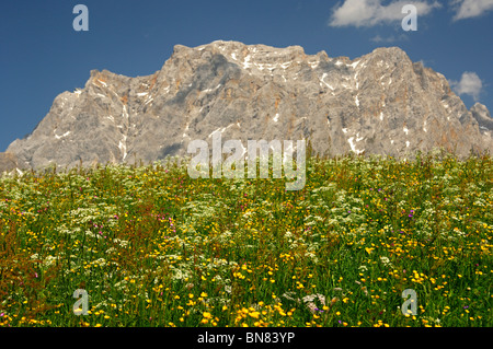 La floraison les pâturages de montagne au pied du massif du wetterstein avec Mt. Zugspitze, Ehrwald, Tyrol, Autriche Banque D'Images