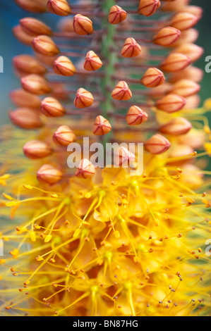 Eremurus 'Jeanne Claire Désert' Fleur bougie. Lily la sétaire verte Banque D'Images