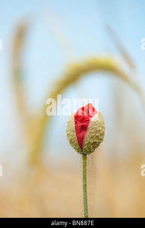 Domaine coquelicot, Papaver rhoeas dans émergents entre l'orge dans un champ dans la campagne anglaise Banque D'Images