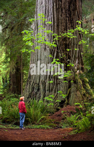 Randonneur Regardant D'Énormes Séquoias Côtiers (Sequoia Sempervirens), Prairie Creek Redwoods St. Park, Redwood National Park, Californie Banque D'Images