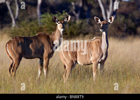 Deux femmes koudou (Tragelaphus strepsiceros) à la fin d'après-midi dans le Parc National de Chobe, au nord du Botswana Banque D'Images