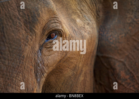 Close-up de l'éléphant au Sri Lanka Banque D'Images