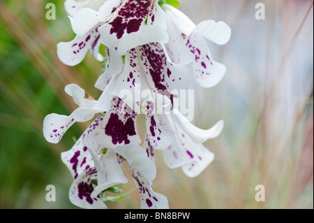 Digitalis purpurea Pams Split. Gros plan des fleurs pétales Split Banque D'Images