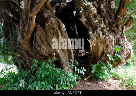 Yew Tree vieux à St Peter's churchyard, Peterchurch, Herefordshire, Angleterre, RU Banque D'Images