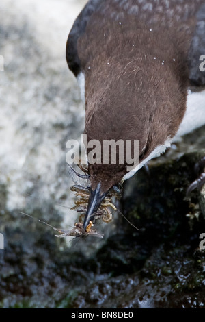 Balancier sur la rivière Alyn, au nord du Pays de Galles, avec le projet de loi plein d'insectes recueillis pour les oisillons. Banque D'Images