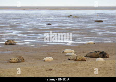 Phoque gris (Halychoerus grypus) - Colonie reposant dans les dunes près de la mer - Angleterre Lincolnshire Banque D'Images