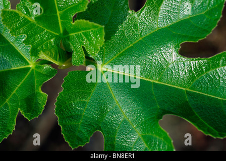 Feuille de vigne Banque D'Images