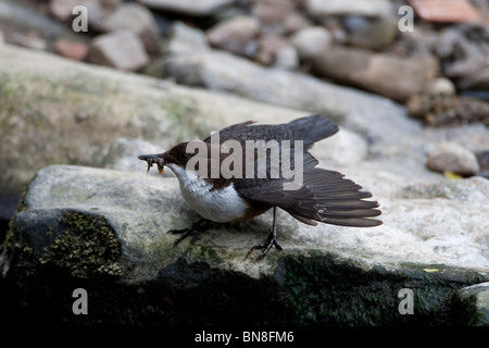 Balancier sur la rivière Alyn, au nord du Pays de Galles. Banque D'Images