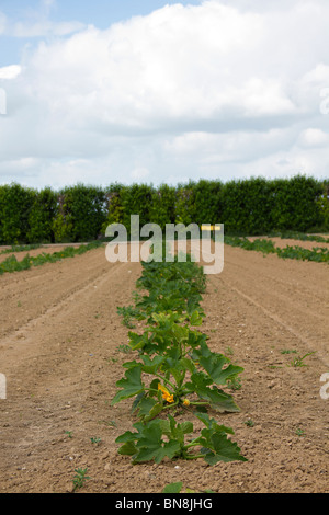 Des rangées de plantes moelle growing in field Banque D'Images