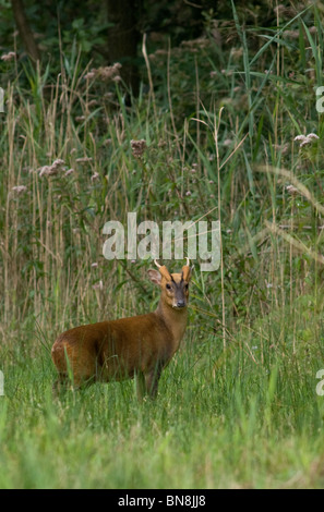 Cerf muntjac, (Muntiacus reevesi), homme à Meadow Banque D'Images