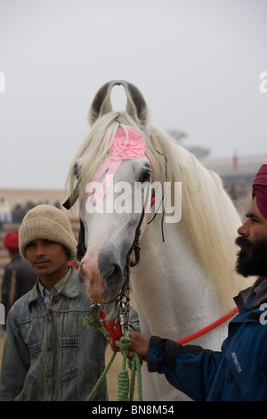 Maghi Mela Mukstar juste Punjab India sikh horse Banque D'Images