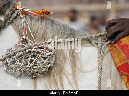 L'Inde Muktsar Sikh Nihang guerrier mounter Banque D'Images