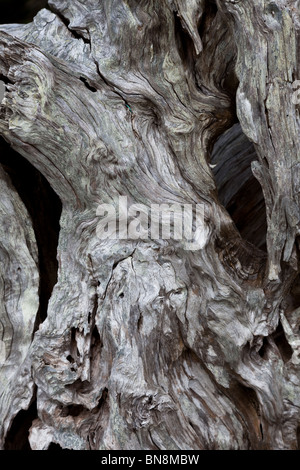 Tronc d'arbre altéré close up shot pour le fond Banque D'Images