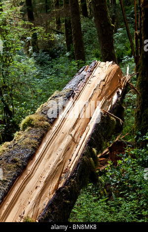 Forêt Forêt,casse,tronc de l'arbre Banque D'Images