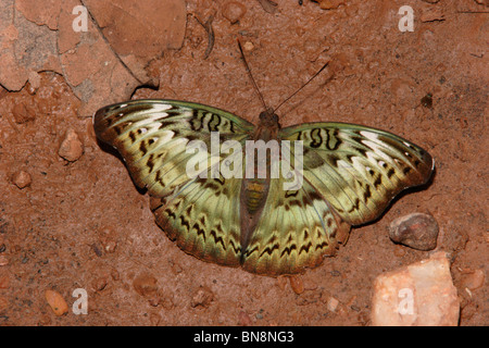 Commandant commun (papillon Euryphura chalcis : Nymphalidae) femmes puddlage dans rainforest, au Ghana. Banque D'Images