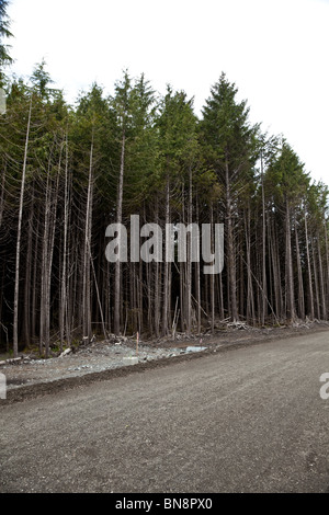 Forêt, coupe à blanc, concept de dommages environnementaux Banque D'Images