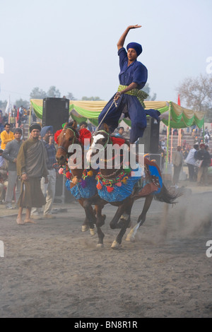 L'Inde Muktsar Sikh Nihang guerrier mounter Banque D'Images