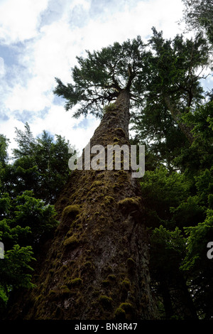 Forêt, sapins de Douglas géant Banque D'Images