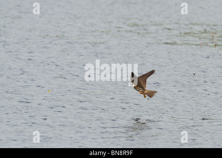 Hobby survolant le Lac leurre à Shapwick Heath Réserve naturelle nationale. Banque D'Images